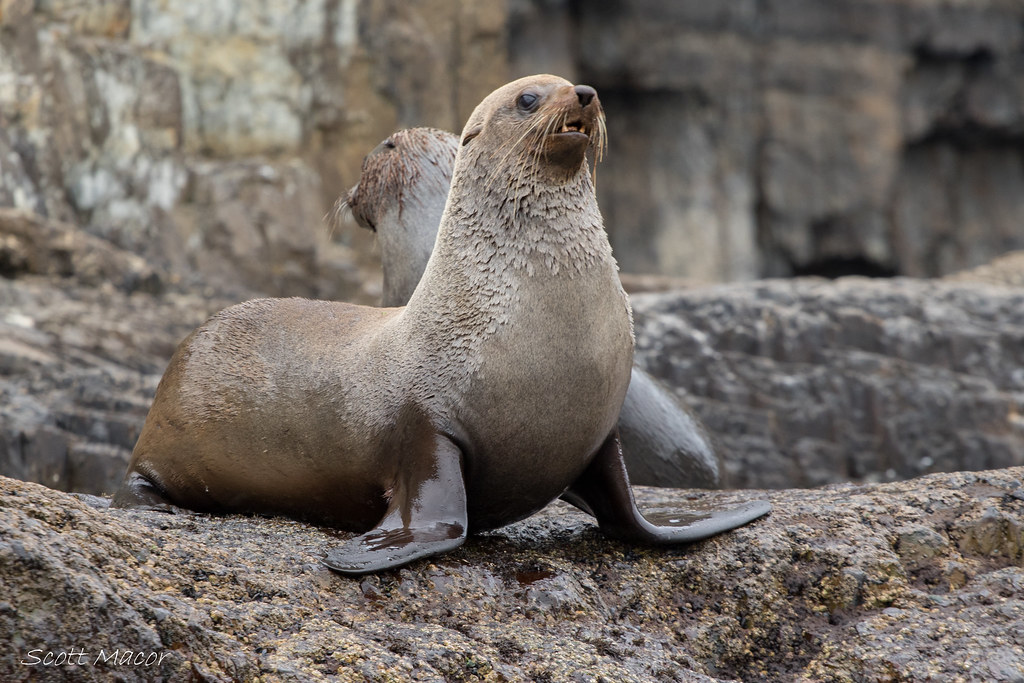Australian fur seal (Arctocephalus pusillus) Scott Macor Flickr