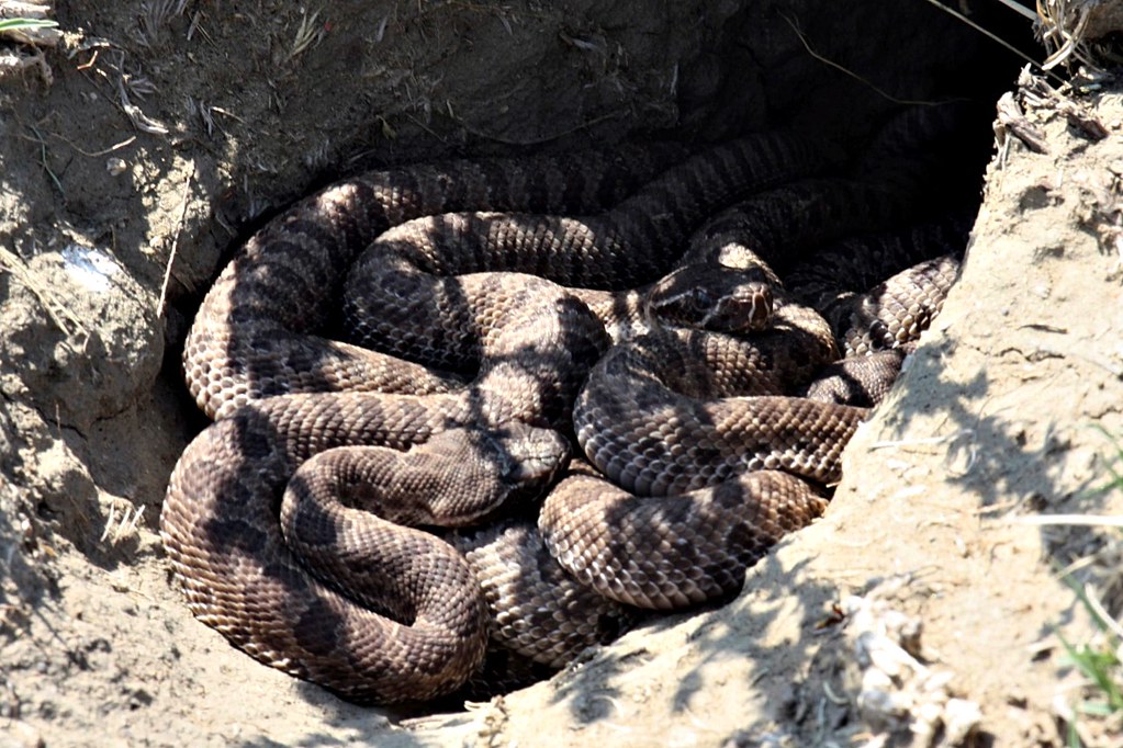 IMG_9424 Baby Prairie rattlesnakes ken_moore_ab Flickr