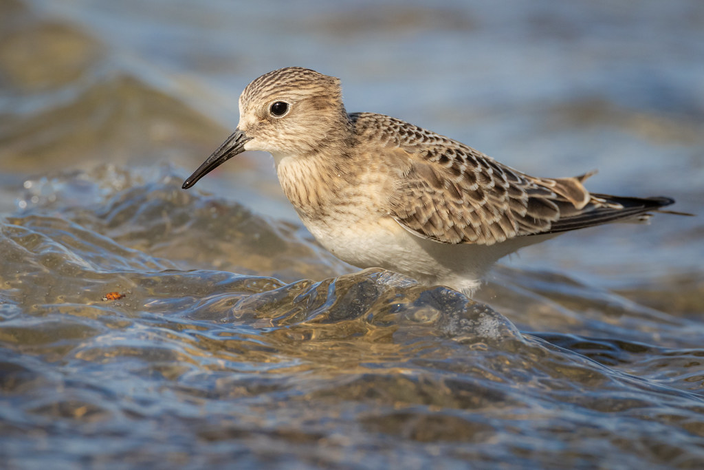 Baird's Sandpiper at Point Petre, Prince Edward County Calidris