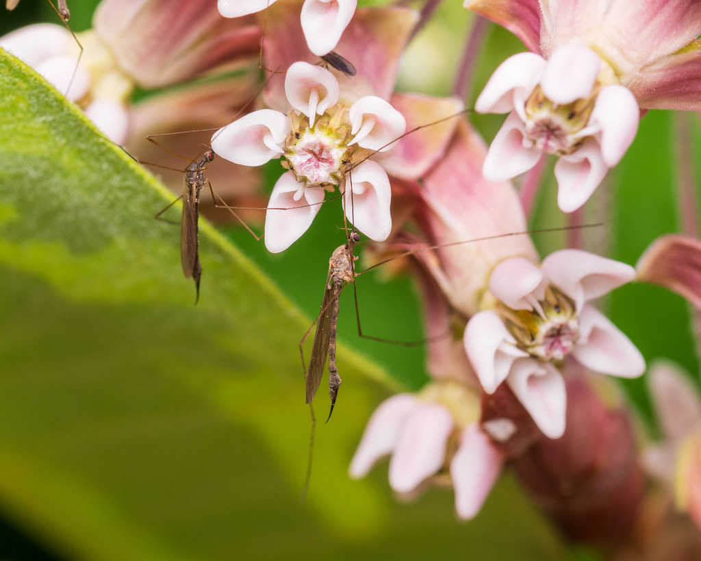 Crane flies on milkweed Possibly tipula furca Flickr