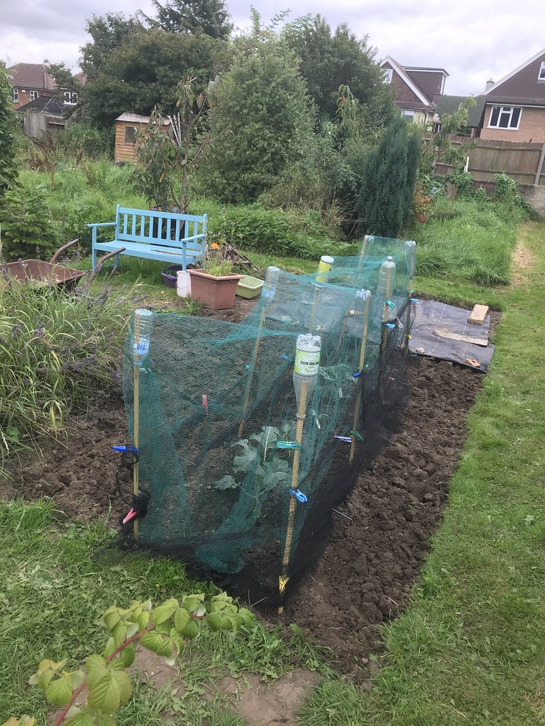 Brassica protection RS Flickr