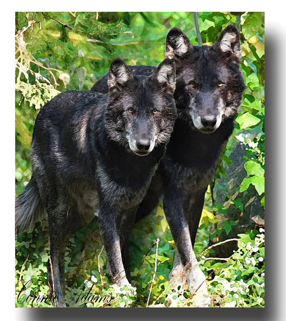 Black wolves Art Double image Dry brush A black wolf i… Flickr