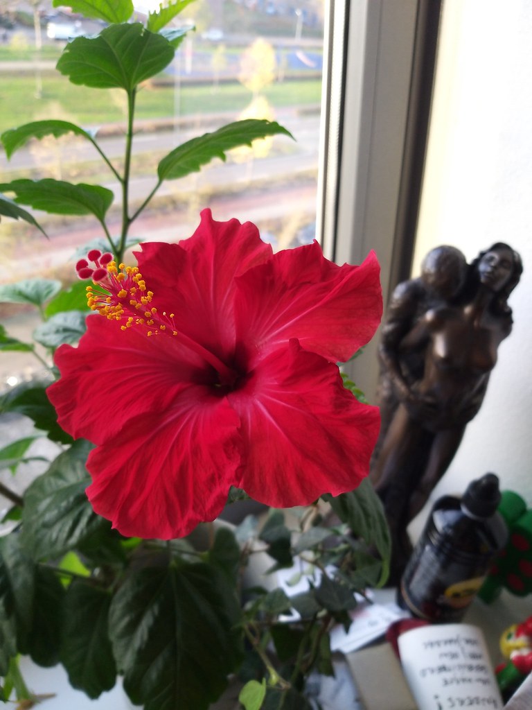 Red Hibiscus Bunny MacLaud Flickr