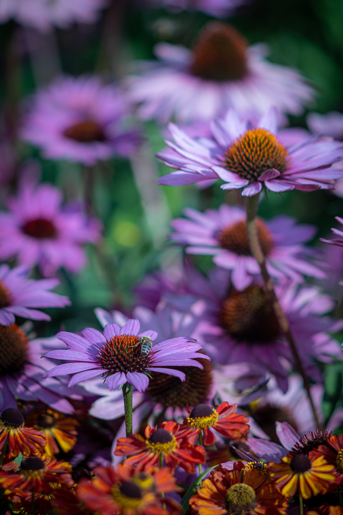 RHS Garden Bridgewater Flickr