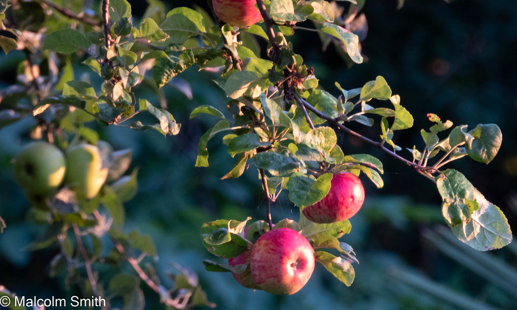 August Apples As seen in my garden. Malcolm Smith Flickr
