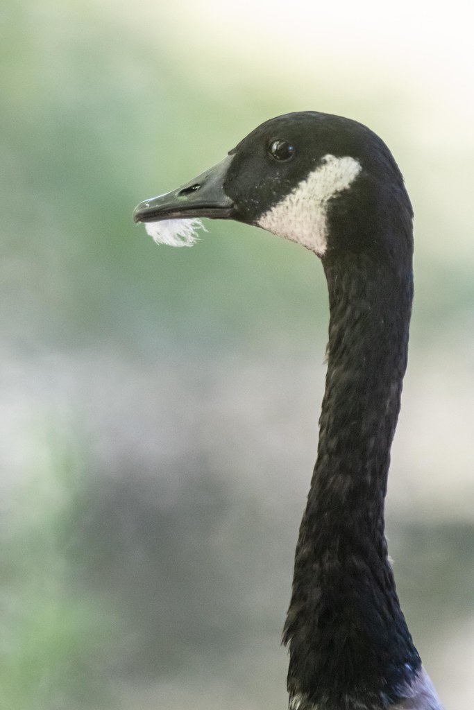 The Bearded Goose Today at Eastern College Pond Kitty Kono Flickr