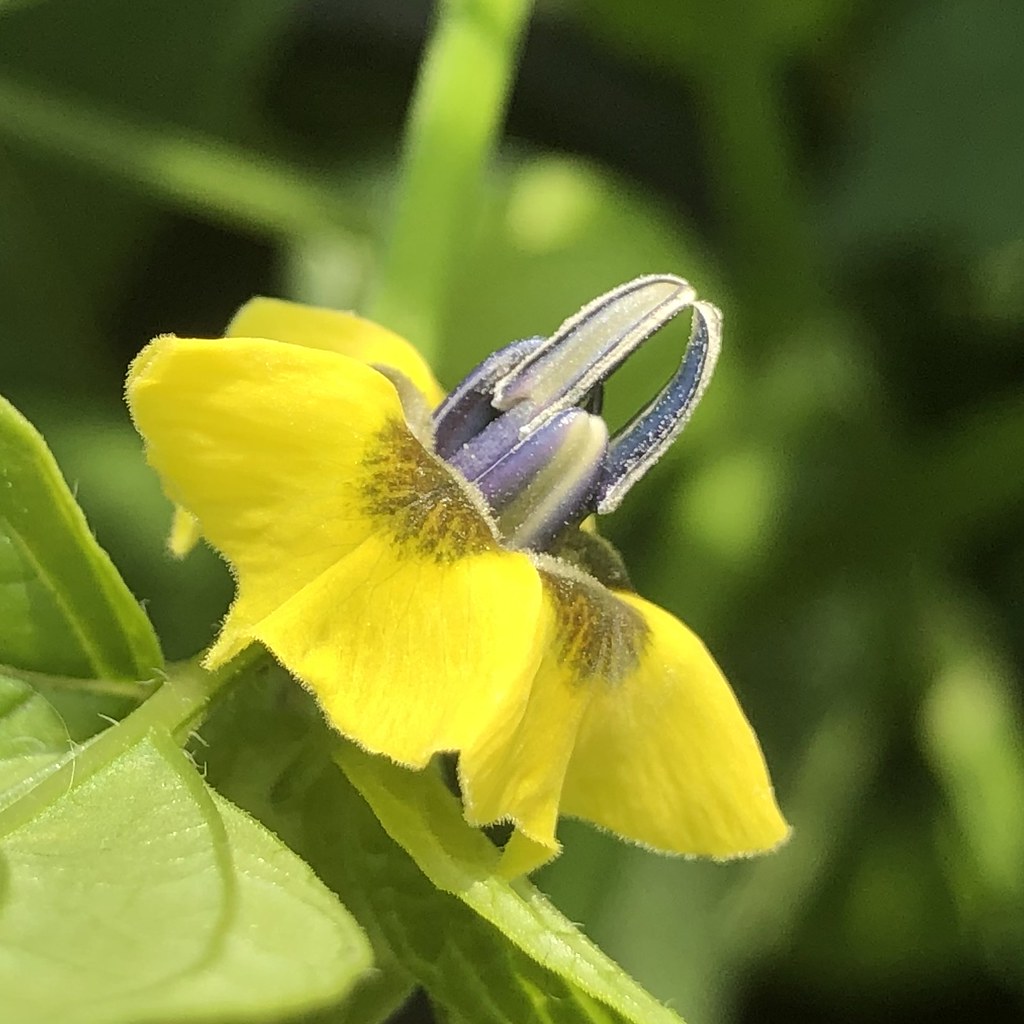 Tomatillo flower gavaitchison Flickr