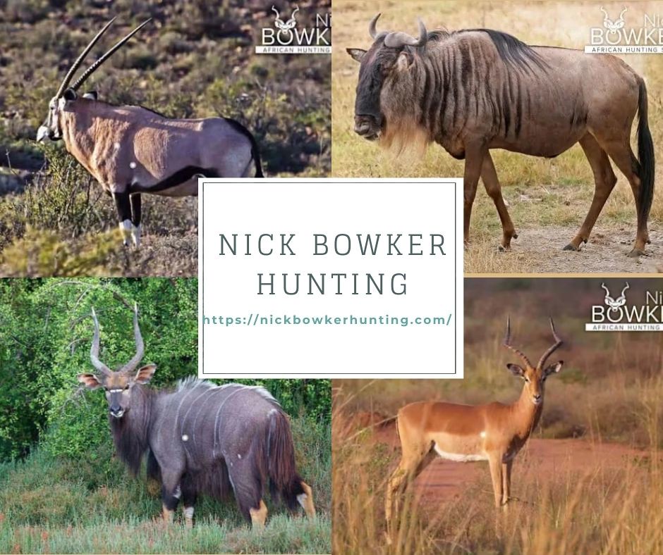 Africa hunting packages Best African hunting safari tour p… Flickr