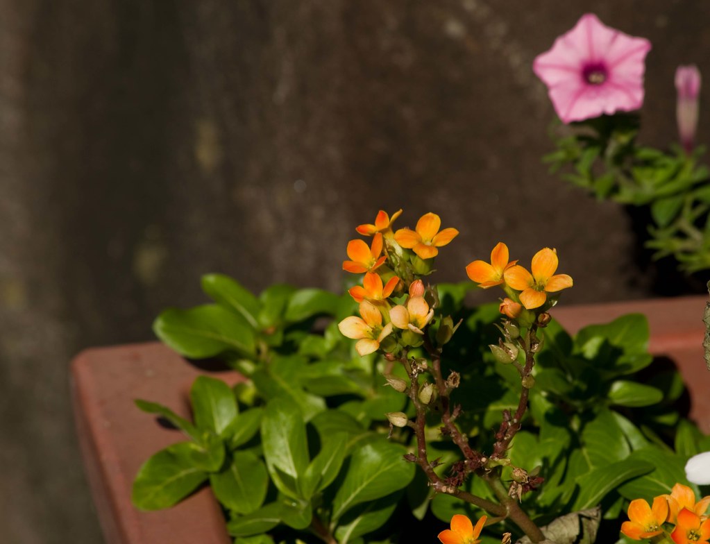 kalanchoe in morning sunlight Hiroko Flickr