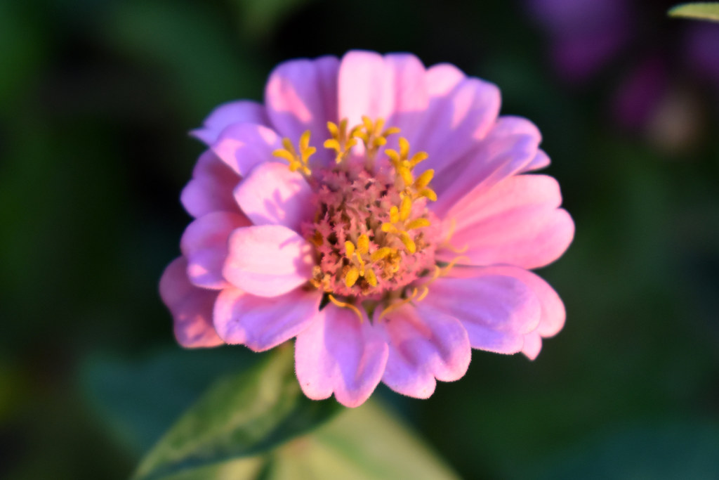 Pink Zinnia With A Touch Of Sunlight. My wife's zinnias co… Flickr