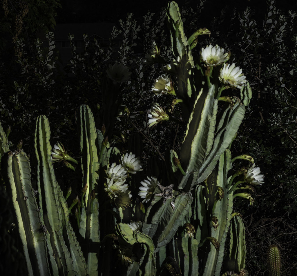 Night Blooming Cactus Flowers Before Sunrise I photographe… Flickr
