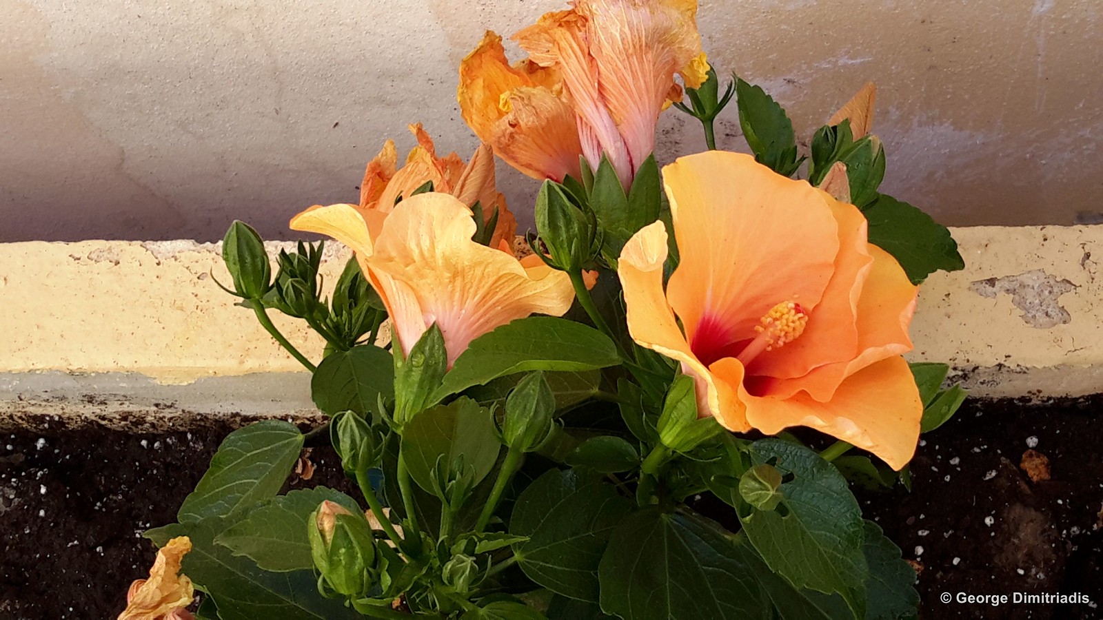 My Most Favourite Flower Images Vol. 18 Flickr