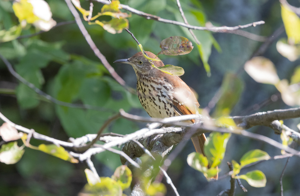 Brown Thrasher Laura Erickson Flickr