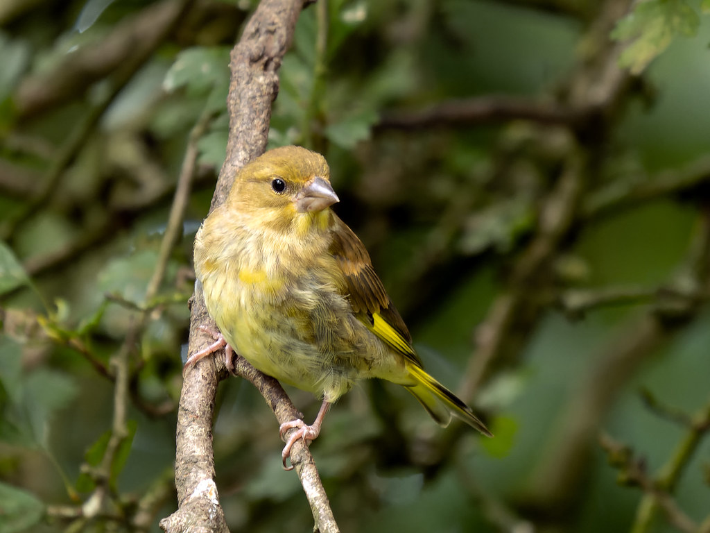 Green finch Warnham Nature Reserve Mike Doyle Flickr