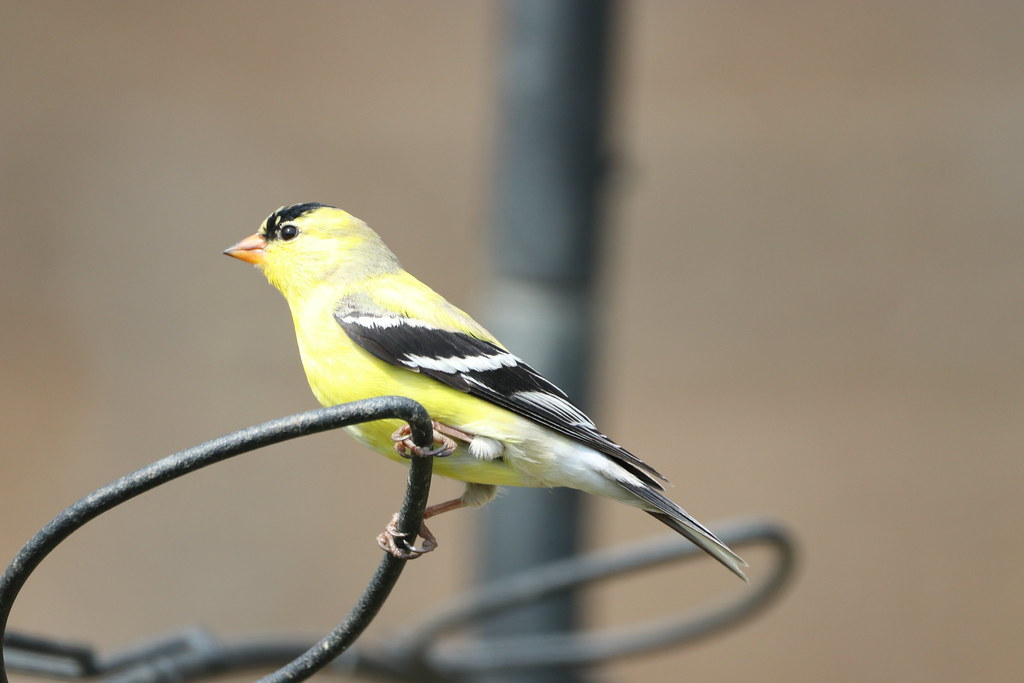 Goldfinch North Ridgeville Backyard Amber Way Michael Paulus Flickr