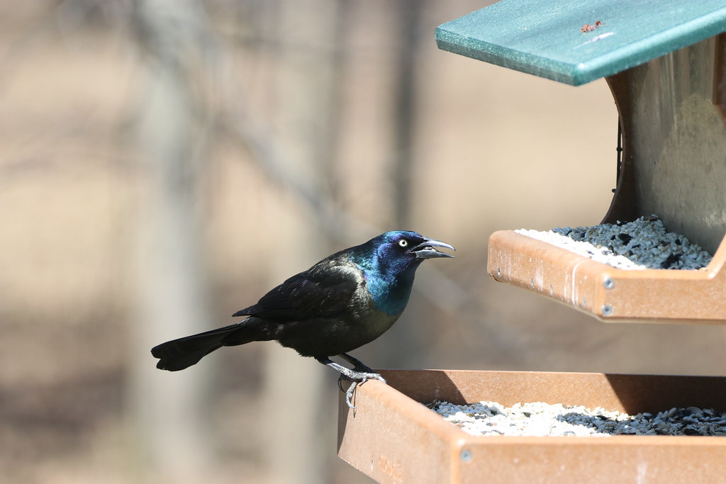 Grackle North Ridgeville Backyard Amber Way Michael Paulus Flickr