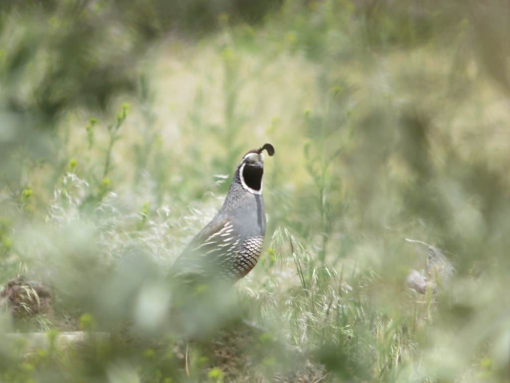 Idaho Quail JesusFreak Flickr