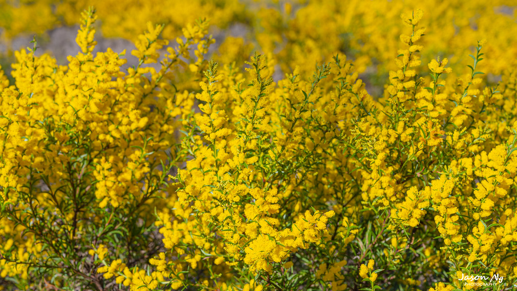 4 September 2021 Miles Wildflower Drive 5 Jason Ng Flickr