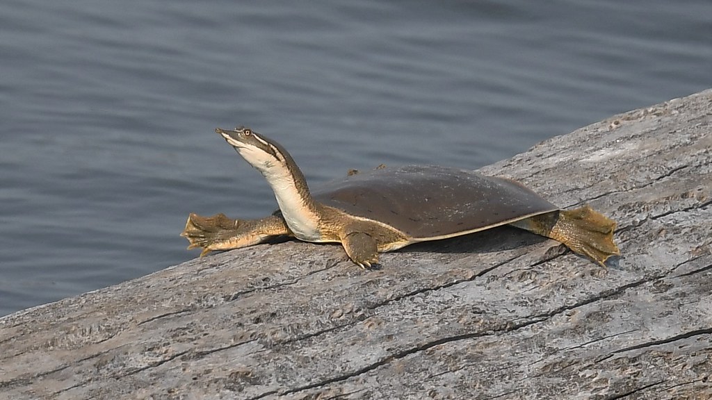 Midland Smooth Softshell Turtle Missouri Andy Reago & Chrissy
