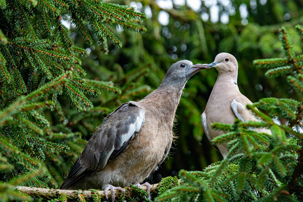 Collared Dove feeding Wood Pigeon chick . Is this the firs… Flickr