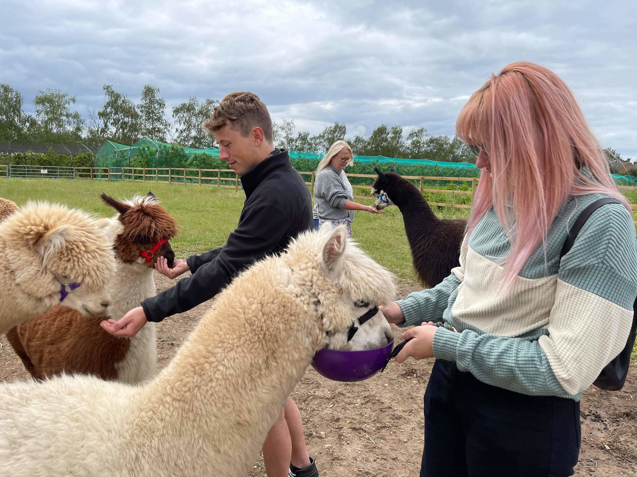 All Things Alpaca UK Alpaca Adventures