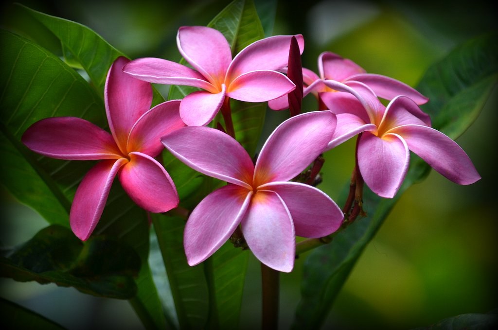 Plumeria Poipu Kauai Hawaii Stan Askew Flickr