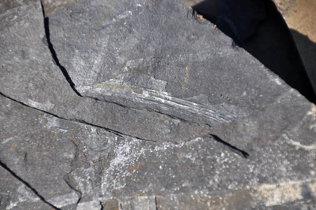 Plant fossils (Cow Branch Formation, Upper Triassic; Pit B of Solite Quarry, near Eden, North