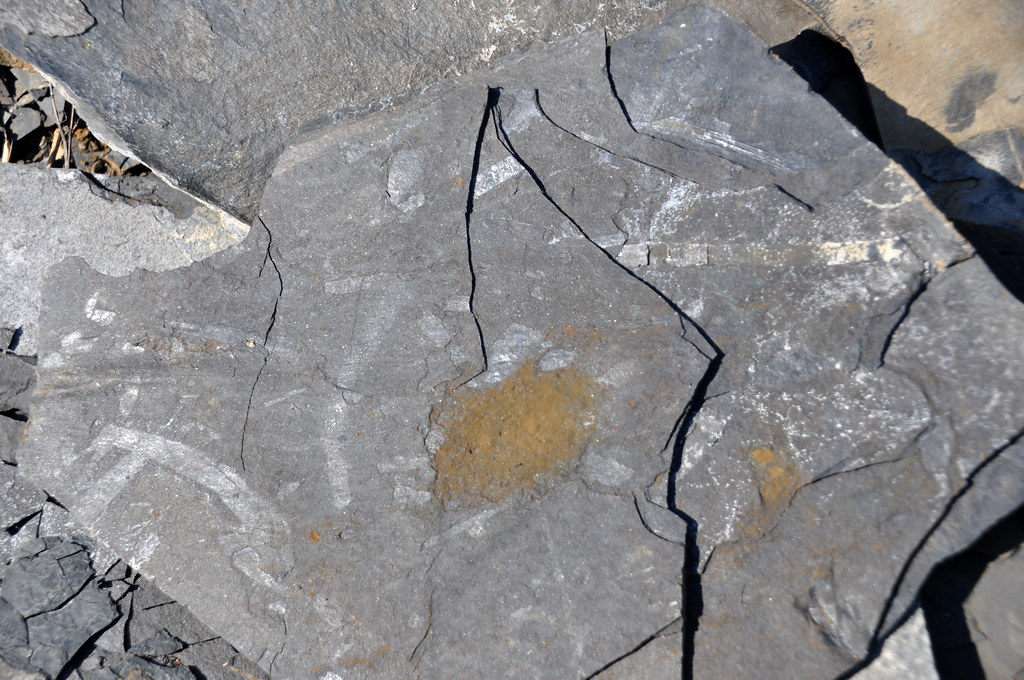 Plant fossils (Cow Branch Formation, Upper Triassic; Pit B of Solite Quarry, near Eden, North