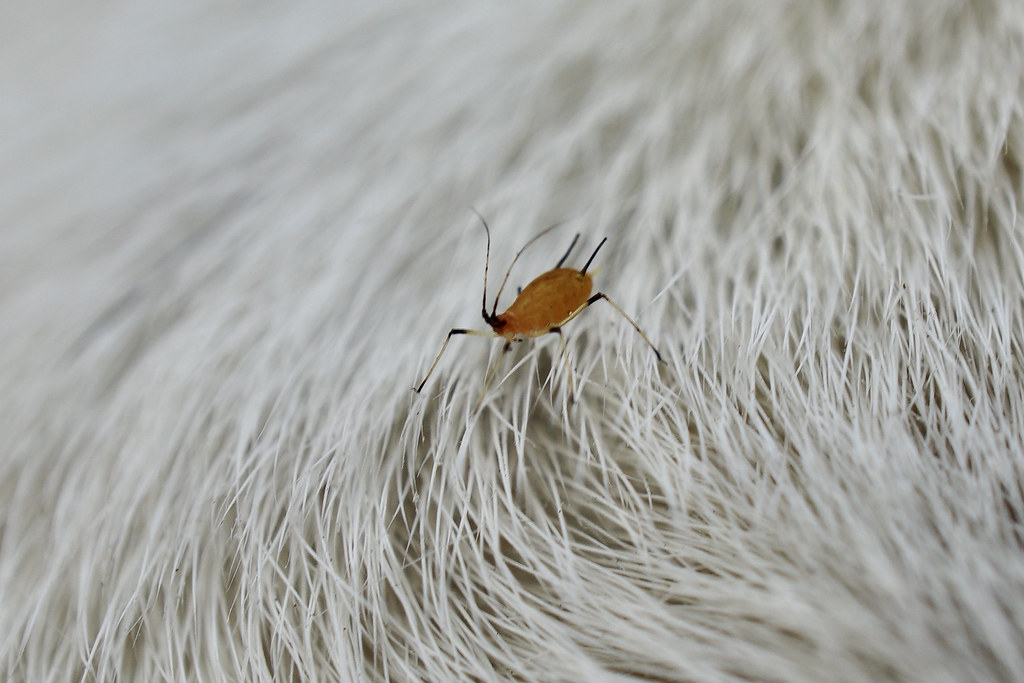 Tiny orange bug on Etta Christine Lynch Flickr