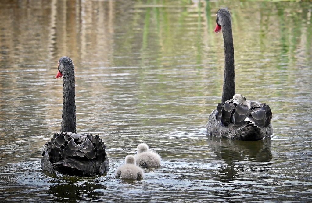 gets a lift with dad The parents were taking their … Flickr