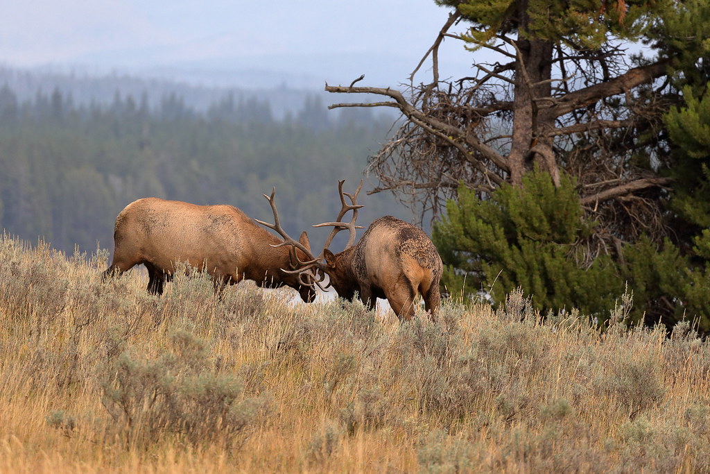 Locking Horns (Lake Area) Ched Flickr