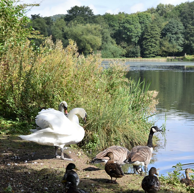 Hardwick Ponds, Wildlife and Views 2021 Flickr