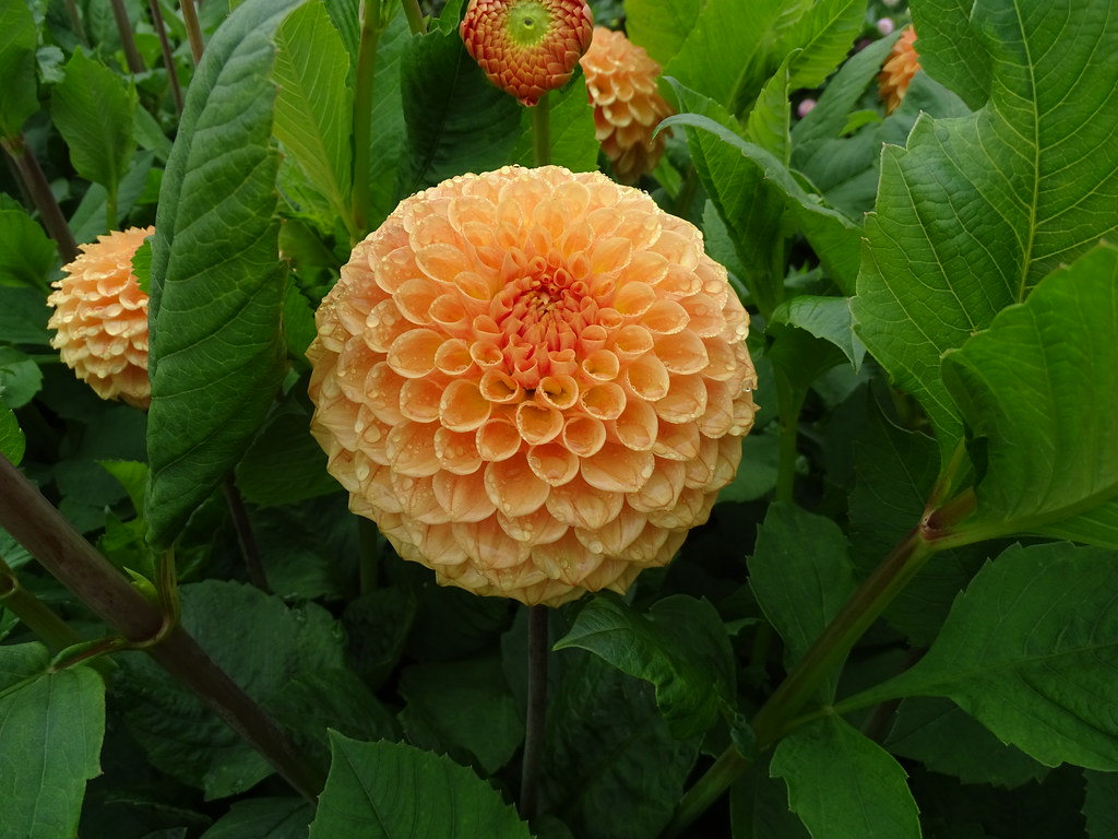 Dahlia "Ryecroft Jill" Halls of Heddon Sue Taylor Flickr