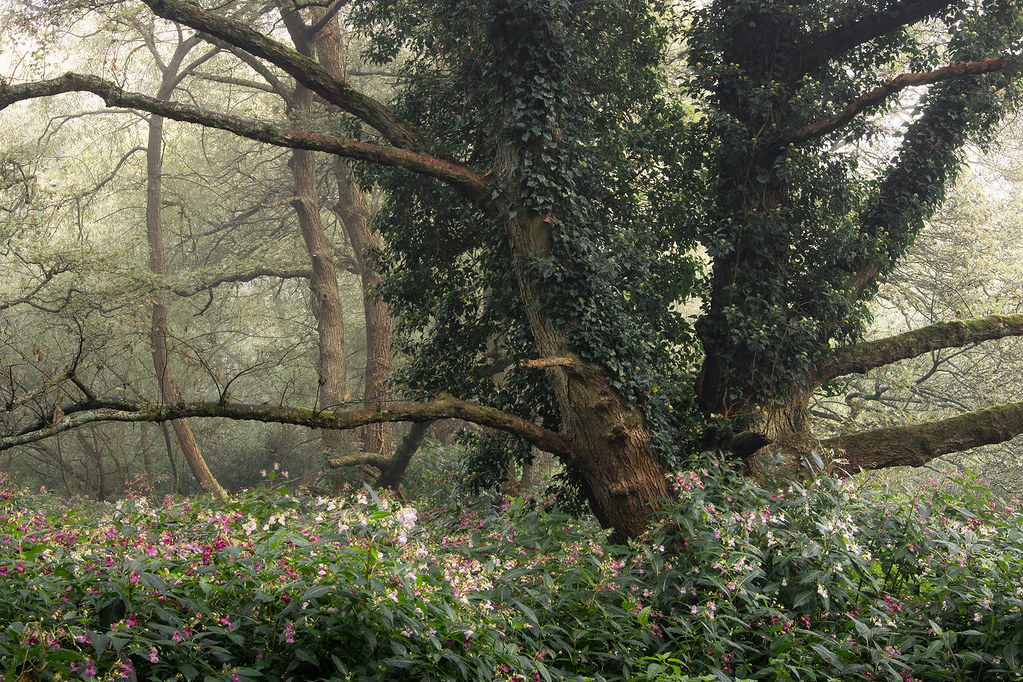 Shalford Meadows site Twitter Instagram Craig Denford Flickr
