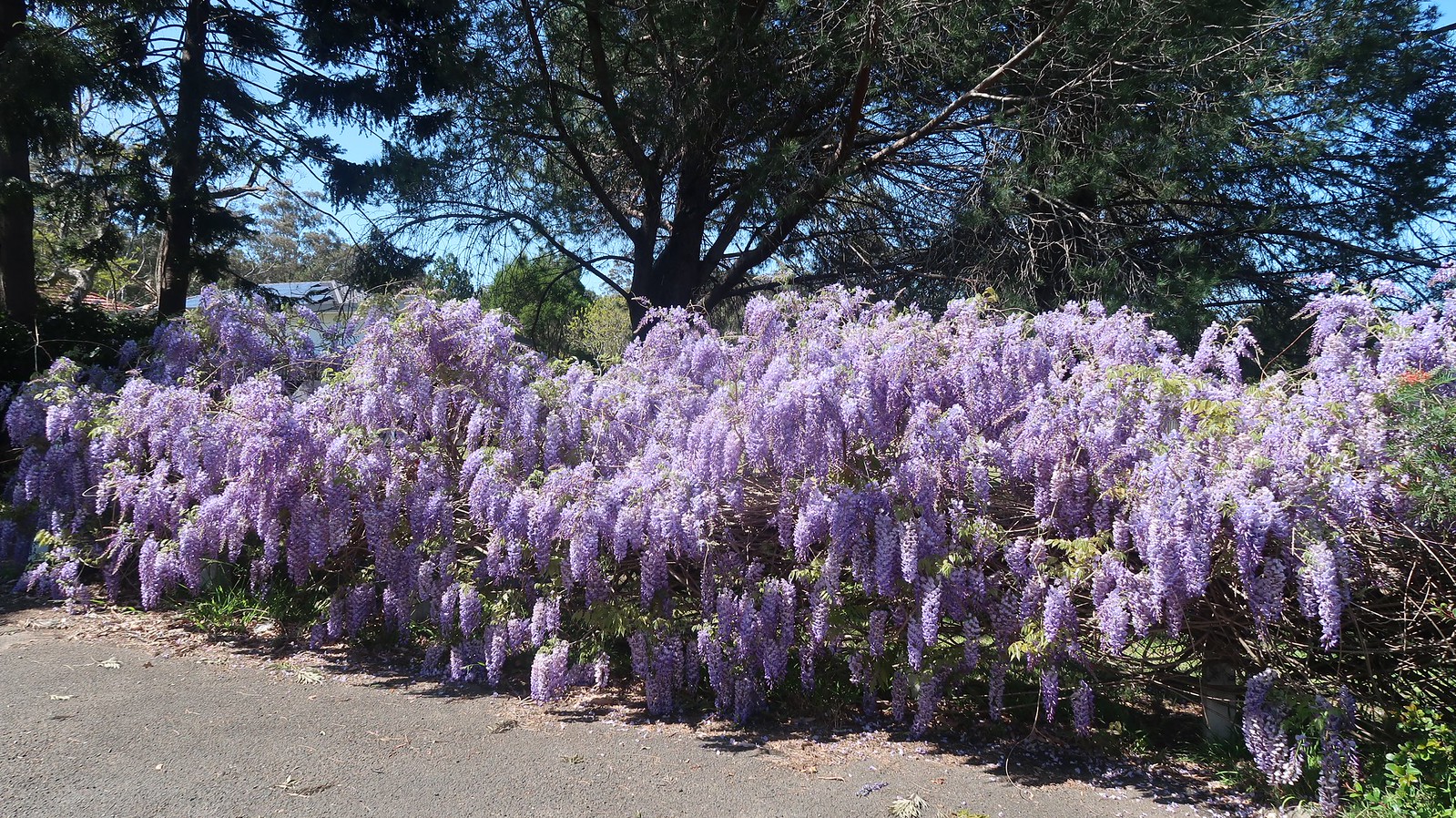 Somerville Park & our garden Flickr
