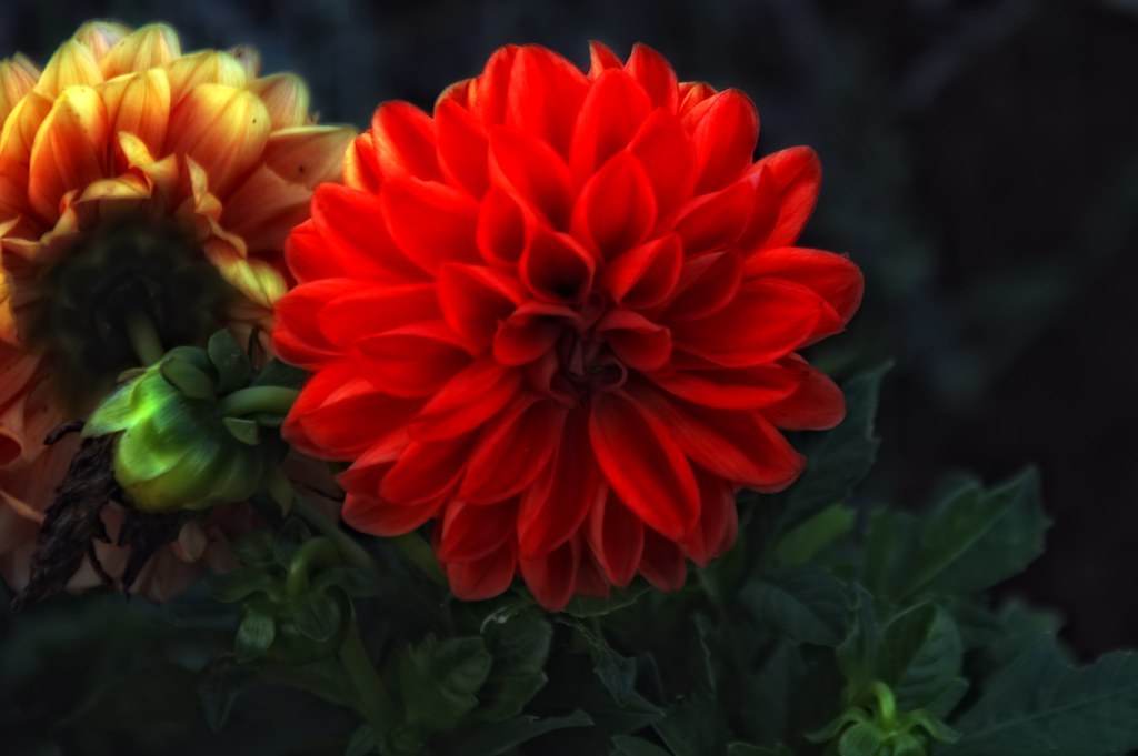 Untitled Untitled because I don't know what kind of flower… Flickr