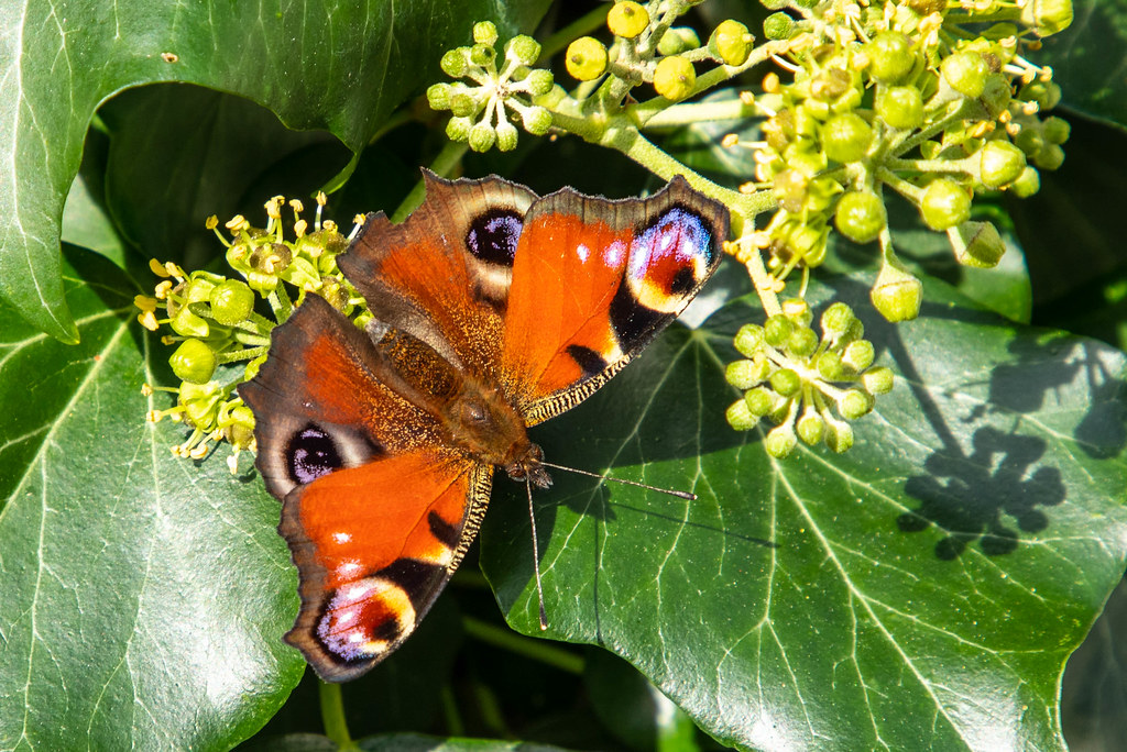 Blooming ivy hedge attracts peacock butterfly Blühende Efe… Flickr