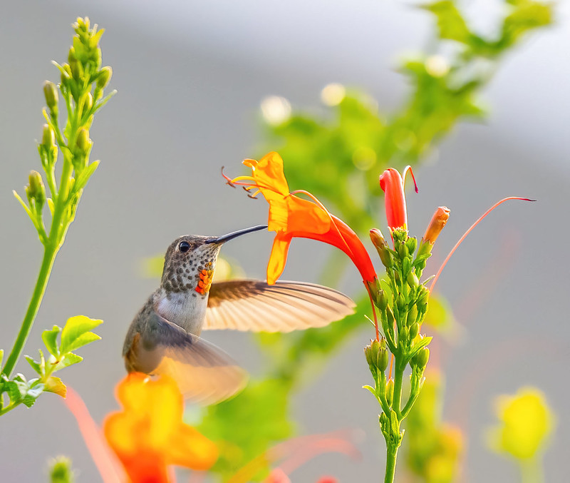 Lens Test on Hummingbirds Flickr