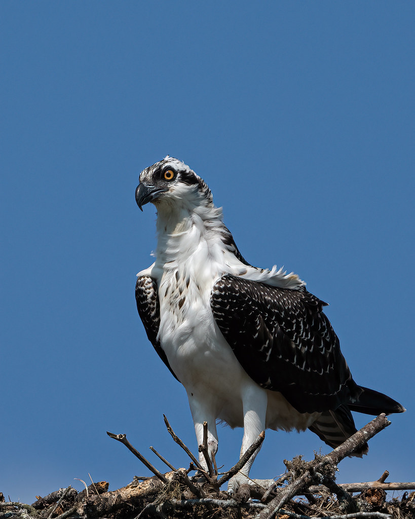 Osprey Damariscotta Maine lennycarl08 Flickr