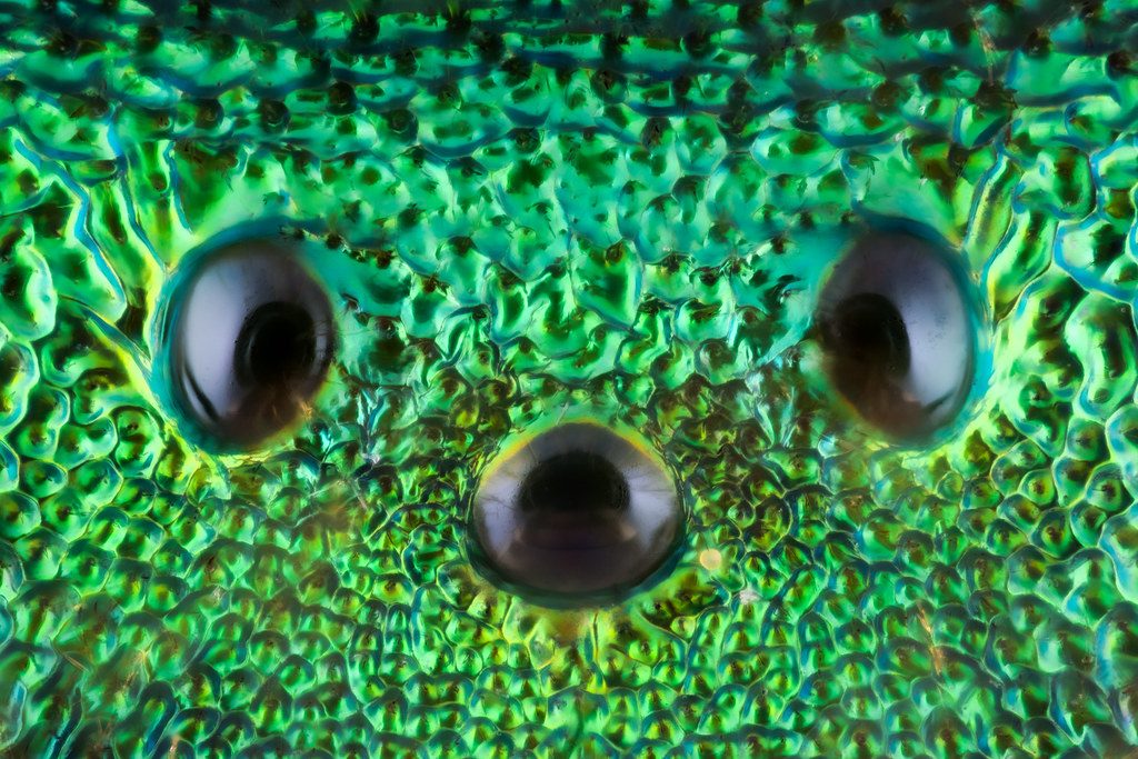 2021_08_29 simple eyes DRAFT 2 Leigh Ayres Flickr