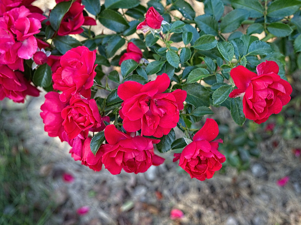Rosa 'FLOWER CARPET Scarlet' 9/2021 Rose Rosa 'FLOWER CAR… Flickr