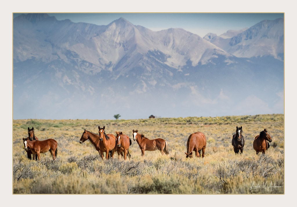 1T1A35852Edit2 Wild Horses of Taos 1 Linda Aulicino Flickr
