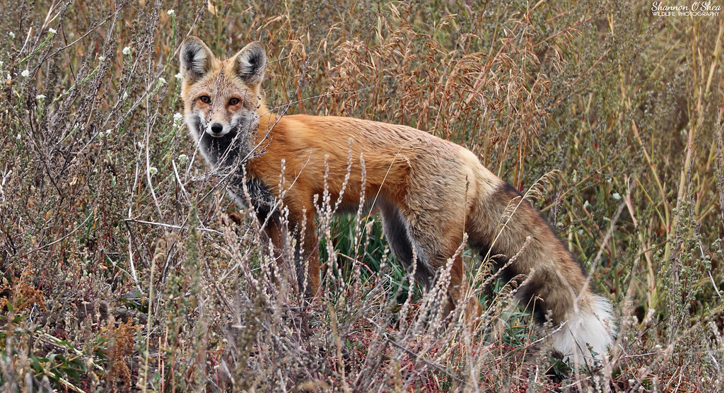Red Fox Horse Butte, Montana Shannon O'Shea Wildlife Photography