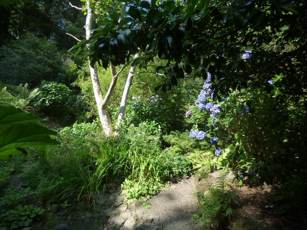 Hartland Abbey and Gardens Bog Garden a photo on Flickriver