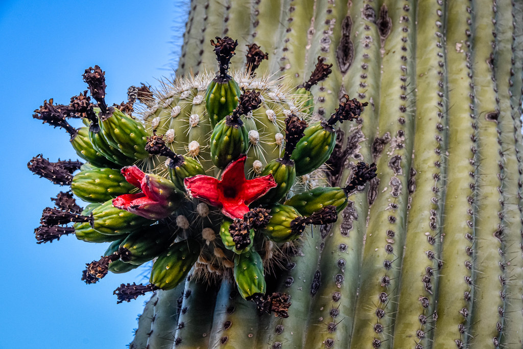 Starting to pop Saguaro seed pods, Sonoran Desert, Arizona… Flickr