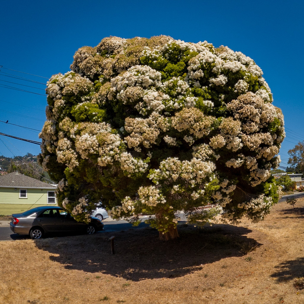 Broccoli Tree Actually it looks like a broccoli/cauliflowe… Flickr