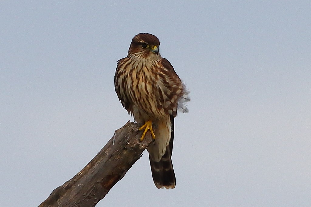 Merlin Ontario Canada Randall Robinson Flickr