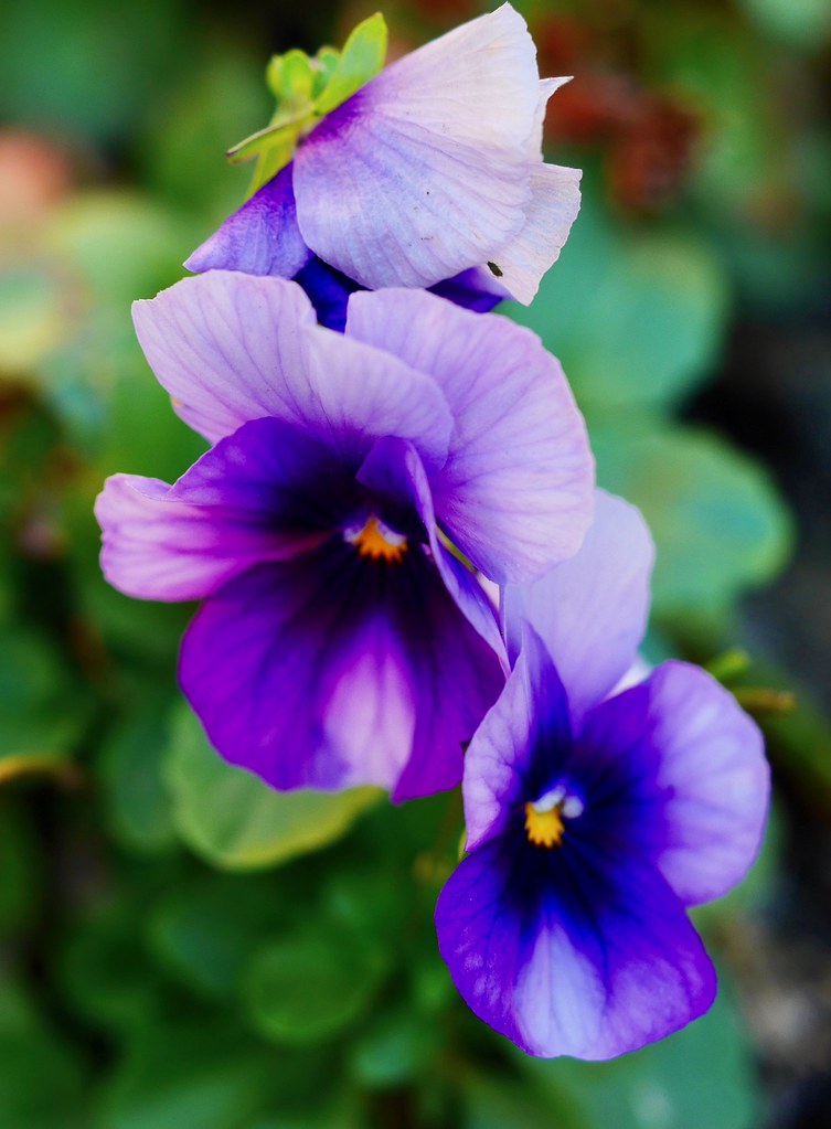 little Violas still blooming... They are very tiny.... onl… Flickr