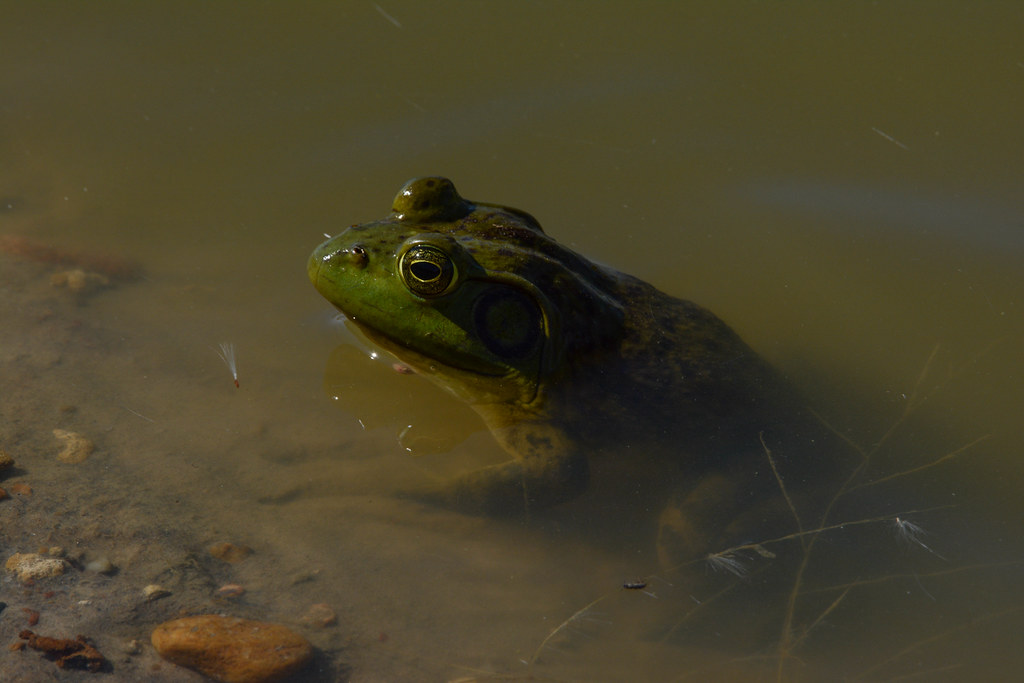 American Bullfrog American Bullfrog (Lithobates catesbeian… Flickr
