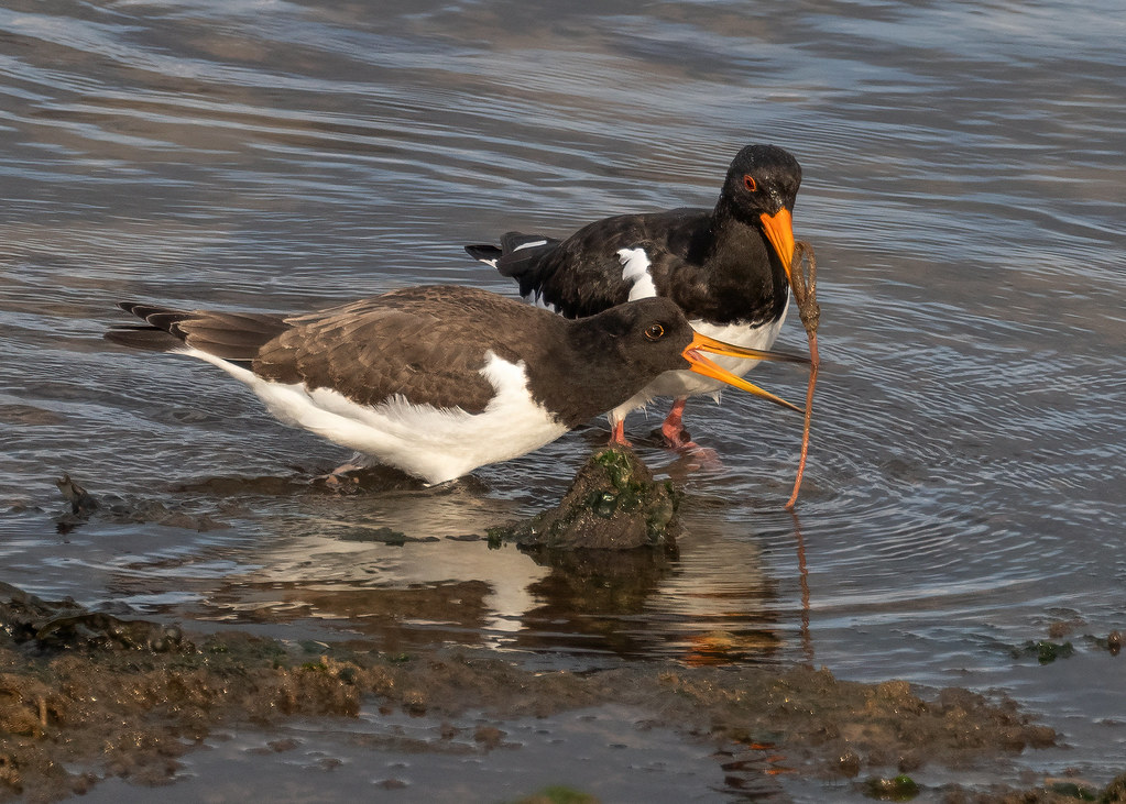 Oyster Catchers An adult Oyster Catcher feeding a Lug Worm… Flickr